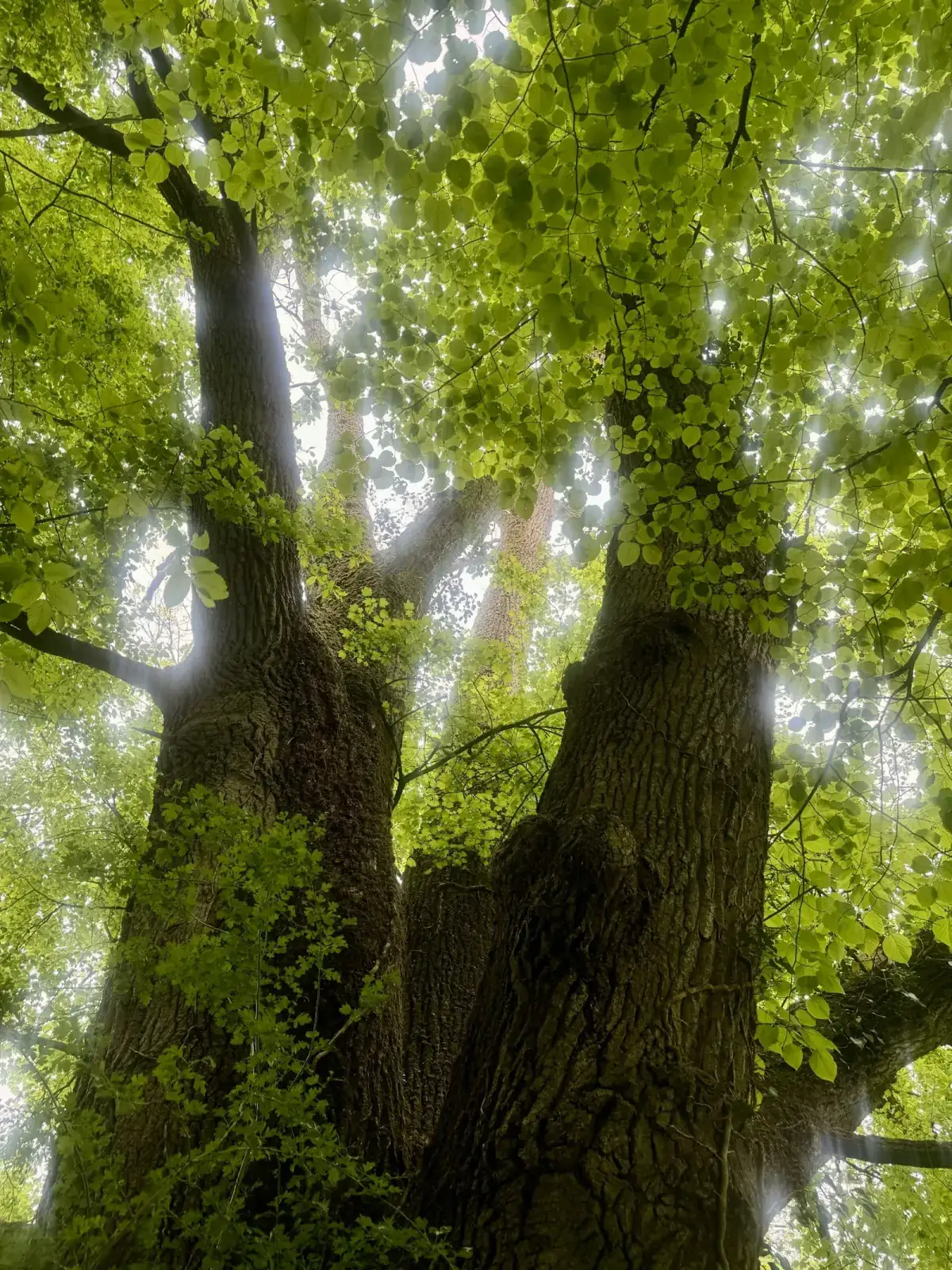Sunlight streaming through a bright green forest canopy